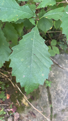 Quercus muehlenbergii