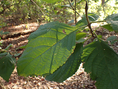 Callicarpa americana