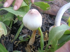 Leucoagaricus americanus