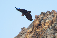 Aegypius monachus
