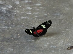 Heliconius doris