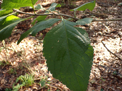 Callicarpa americana