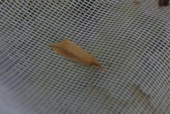 Donacaula melinellus