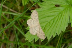 Idaea aversata