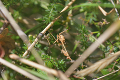 Empusa pennata