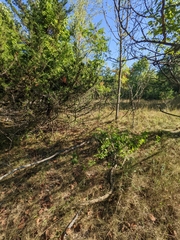 Celastrus orbiculatus