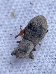 Pantomorus cervinus