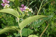 Vincetoxicum hirundinaria