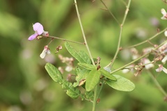 Desmodium paniculatum