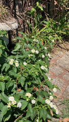 Lantana achyranthifolia