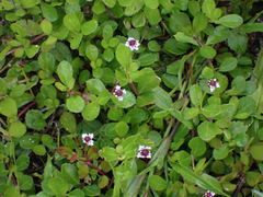 Phyla nodiflora