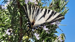 Iphiclides feisthamelii