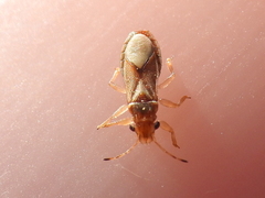 Thaumastocoris peregrinus