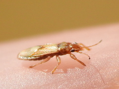 Thaumastocoris peregrinus