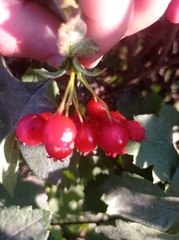 Crataegus sanguinea