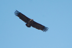 Aegypius monachus