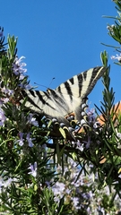 Iphiclides feisthamelii