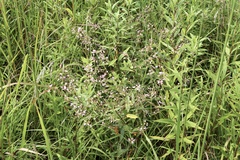 Desmodium paniculatum