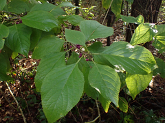 Callicarpa americana