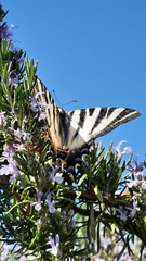 Iphiclides feisthamelii