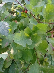 Crataegus sanguinea