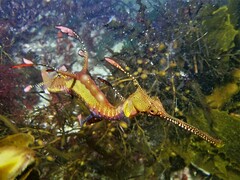 Phyllopteryx taeniolatus