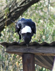 Corvus albicollis