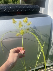 Cyperus strigosus