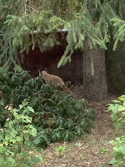 Vulpes vulpes