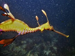 Phyllopteryx taeniolatus