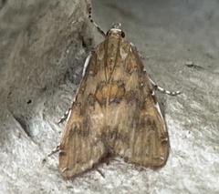 Elophila gyralis