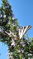Iphiclides feisthamelii