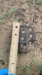 Gopherus berlandieri