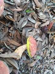 Boletaceae