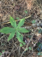 Medeola virginiana