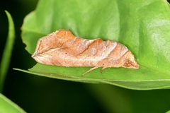 Oraesia emarginata