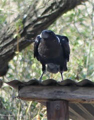 Corvus albicollis