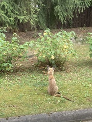 Vulpes vulpes