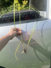 Cyperus strigosus
