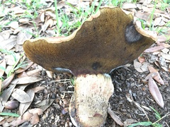 Boletaceae