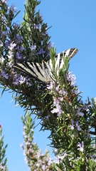Iphiclides feisthamelii