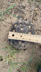 Gopherus berlandieri