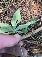 Medeola virginiana