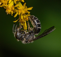 Lasioglossum coriaceum