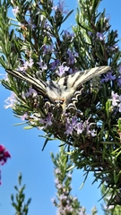 Iphiclides feisthamelii