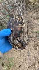 Gopherus berlandieri