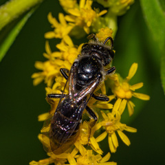 Lasioglossum coriaceum