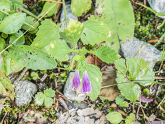 Clinopodium grandiflorum