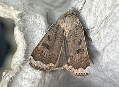 Abagrotis alternata