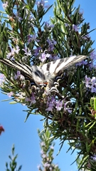 Iphiclides feisthamelii